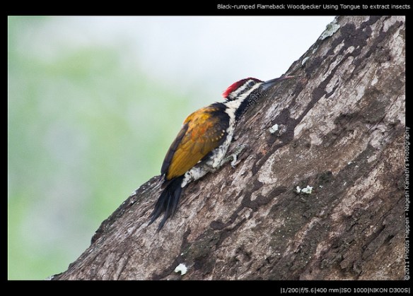 Black-rumped Flamebacked Woodpecker. Photo by Nagesh Kamath*