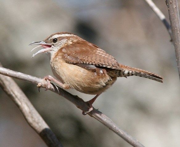 Carolina wren. Photo by Henry T. Mclin*