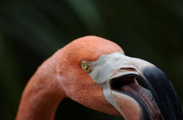 There we go. Photo by Dave Wilson*