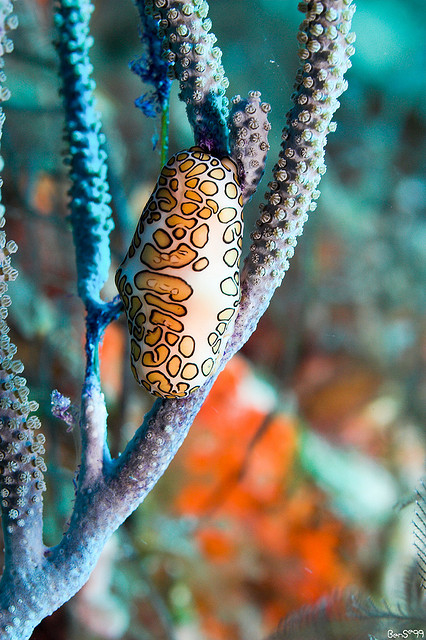 Flamingo tongue - no, wait, that's not right... This is the Flamingo Tongue Snail. Photo by Scubaben*