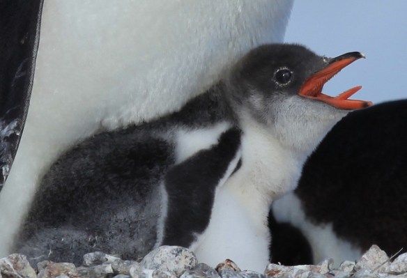 Gentoo Penguin chick. Photo by Liam Quinn*