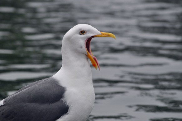 Photo by Amy (th3char)*