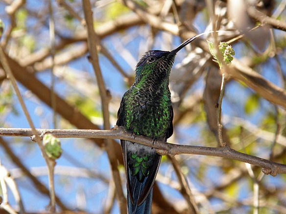 Green, shiny, forked tongue: basically a snake. Photo by Chaval Brasil*