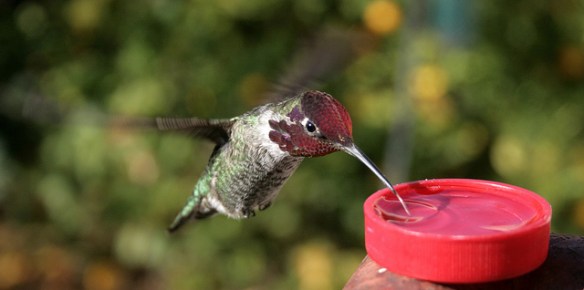 Photo by T J Gehling*