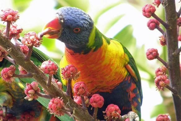 Rainbow Lorikeet. Photo by Alan (Kaptain Kobold)*