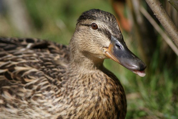 Mallard. Photo by Darren Harvey*