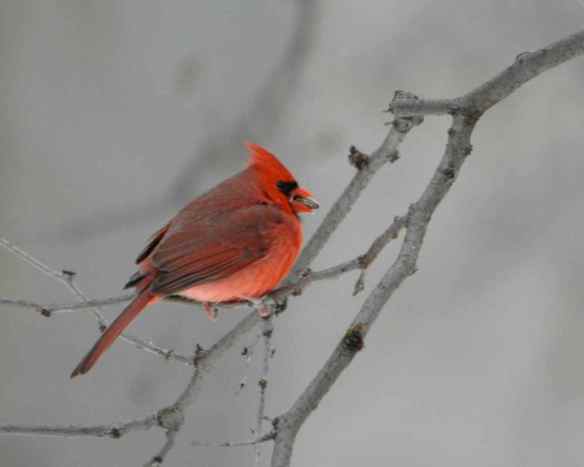 Northern Cardinal