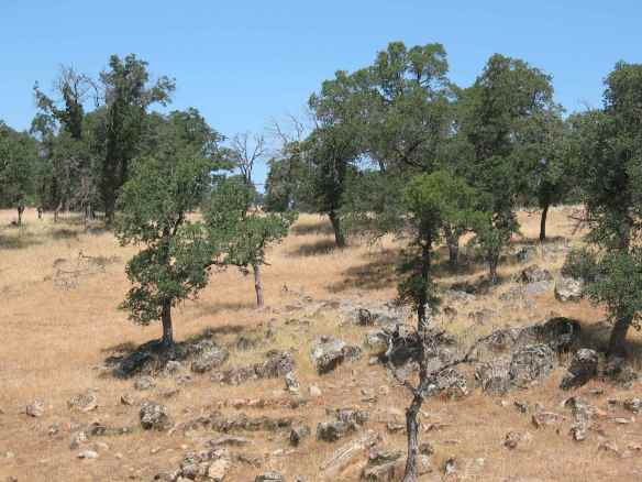 The Central Valley is thirsty.