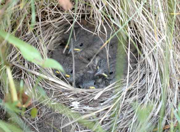 The junco chicks do not think it would be all that interesting, honestly.