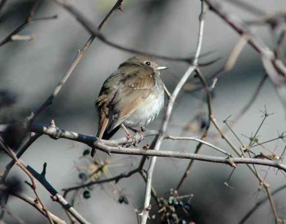 Hermit Thrush