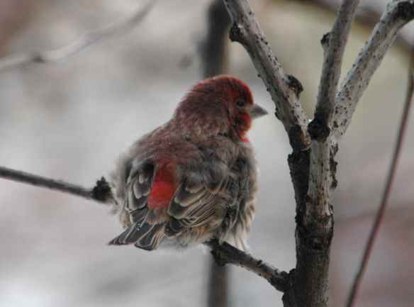 House Finch
