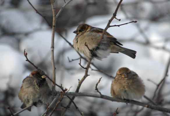 House Sparrows