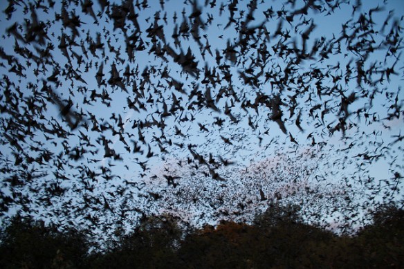 Mexican free-tailed bats. Photo by the U.S. Fish and Wildlife Service Headquarters*