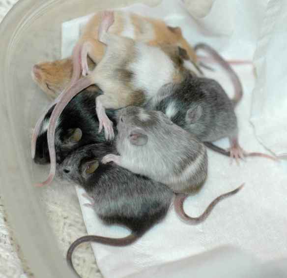 Pile of baby mice