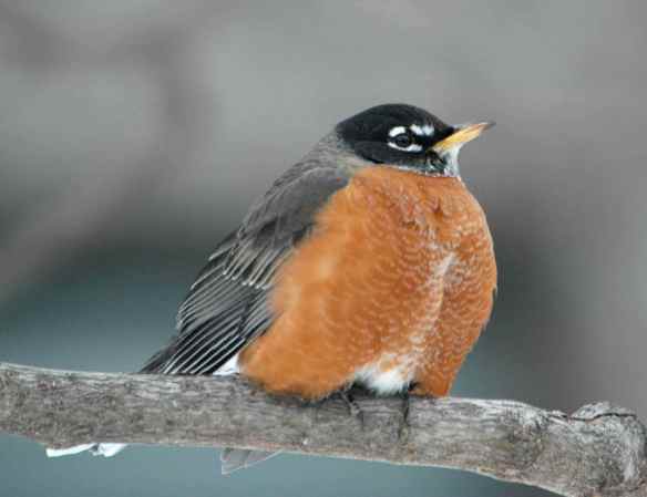 American Robin