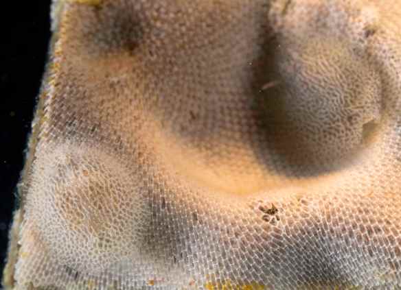 How many Doridella steinbergi can you find? Photo by M. LaBarbera