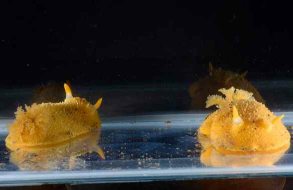 Pair of Doris montereyensis. Photo by M. LaBarbera