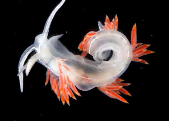 Flabellina trillineata. Photo by M. LaBarbera