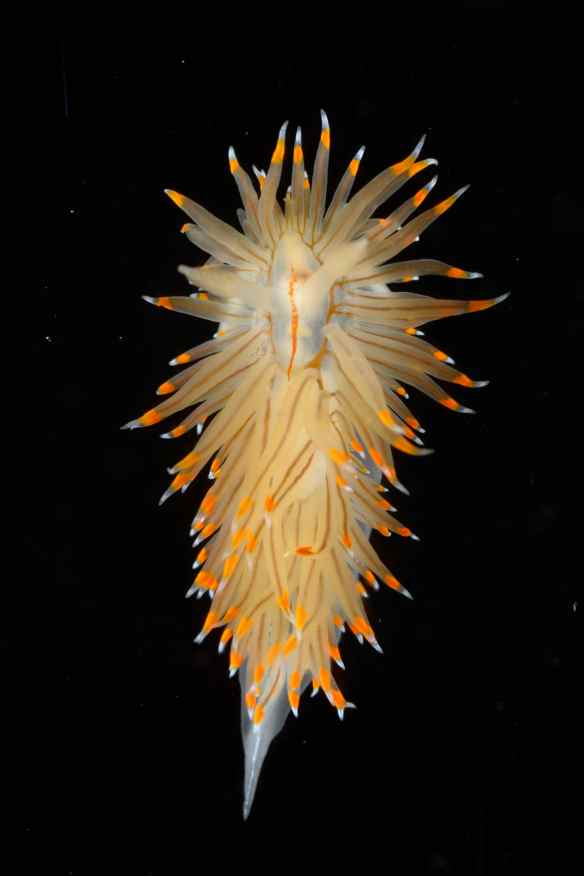 Hermissenda crassicornis. The lines in the middle of each cerata are part of the digestive system, and the stinging cells are stored at the tip of each cerata. Photo by M. LaBarbera