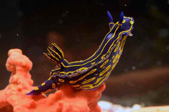 Hypselodoris eaenticulata on a sponge. Photo by M. LaBarbera