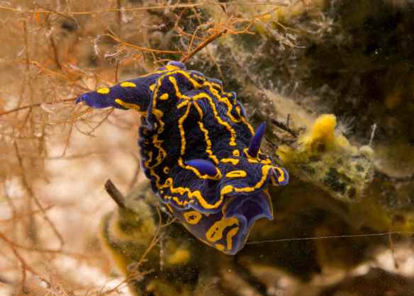 Do not eat me. Hypselodoris eaenticulata. Photo by M. LaBarbera