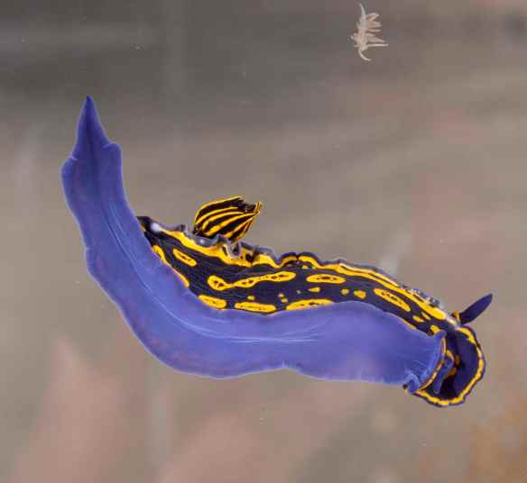 Hypselodoris eaenticulata. Photo by M. LaBarbera