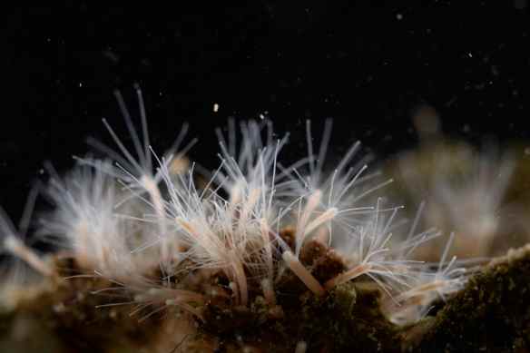 Hydroids. The stinging cells are on the ends of the long tentacles, waiting to catch prey. Photo by M. LaBarbera
