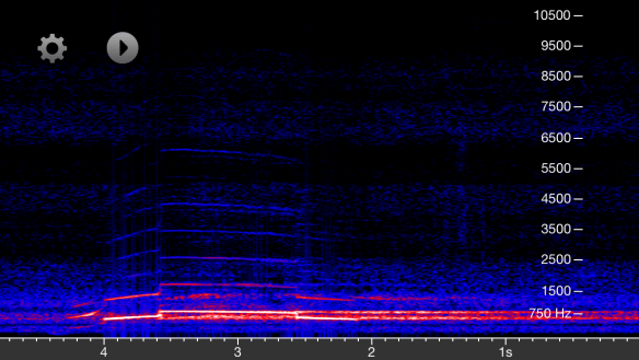 Spectrogram of the call of a Common Loon (Macaulay Library 107964).