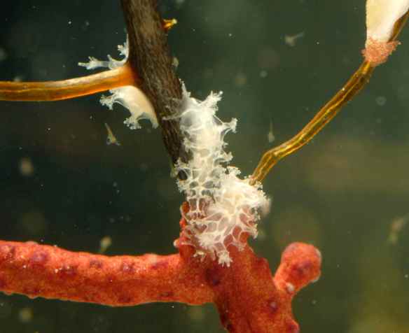 Two Tritonia wellsi on a gorgonian. Photo by M. LaBarbera