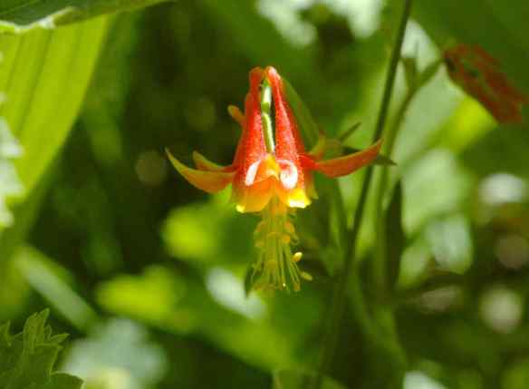 Western Columbine