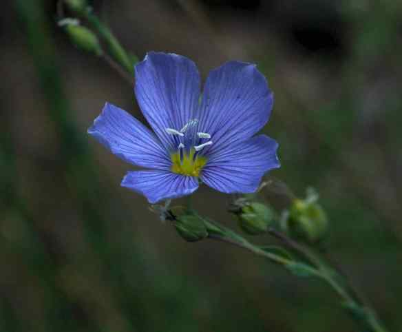 2014_flowers_bluestripes