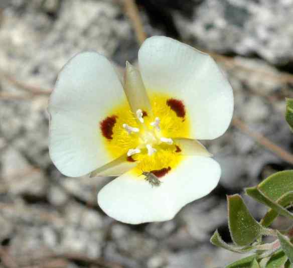 Leichtlin's (?) Mariposa Lily (with tiny beetle)