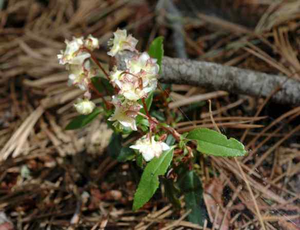 I especially like this one - I only saw this one example of it. Anyone know what it is?