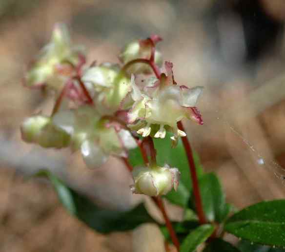 2014_flowers_frilly3