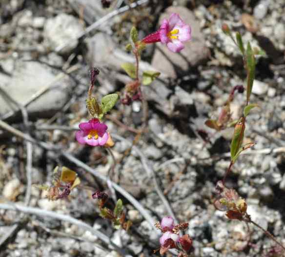2014_flowers_hotpink
