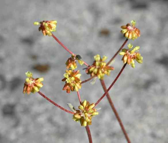 2014_flowers_longyellow2