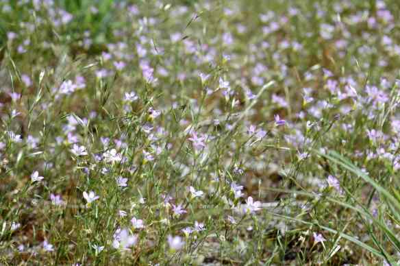 2014_flowers_manypurple