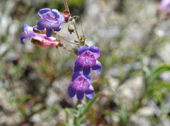 2014_flowers_purplebell2