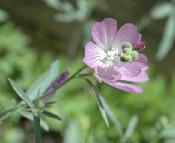 White-veined Mallow