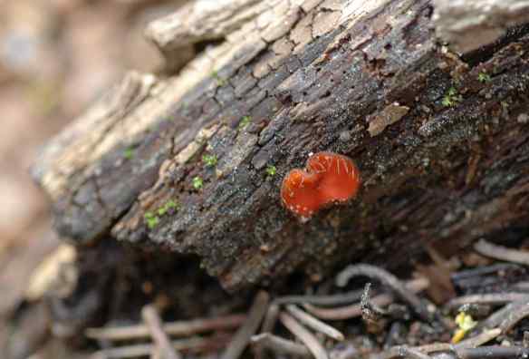 Whoops, I broke the rotten log trying to get a better look. Here it is out in full view.