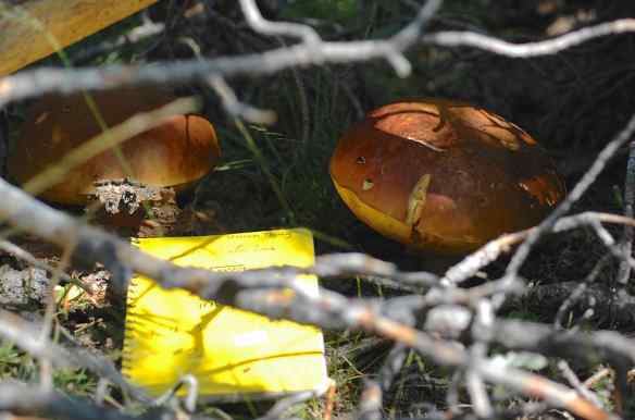 The field notebook is for scale—these were big.