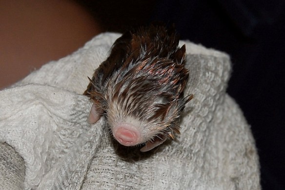 Golden mole (who appears to be wet?). Photo by Arno Meintjes*