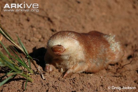 Juliana's golden mole. Photo from ARKive.