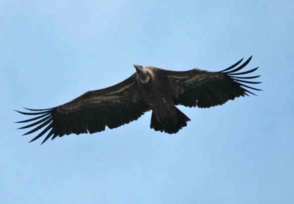 Griffon Vulture can smell you from here.