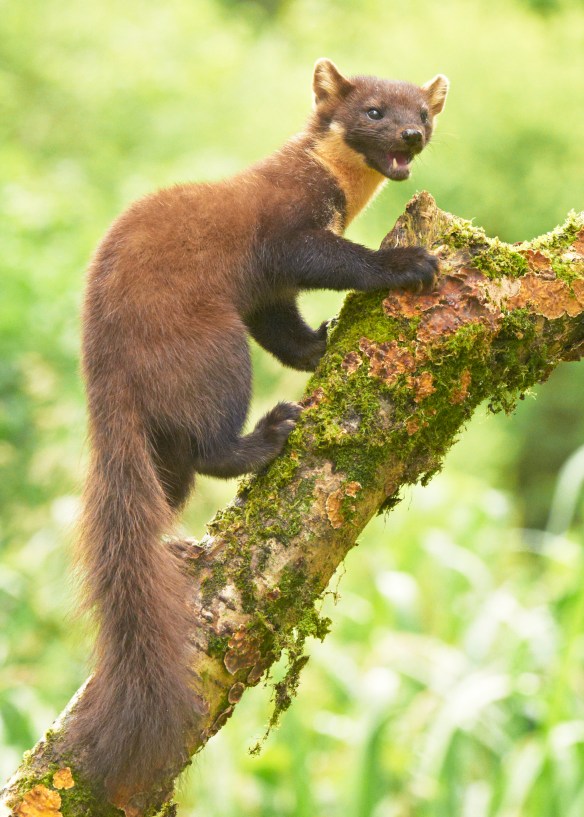 Oh come on, I smell great. You should definitely come inside if you smell me, delicious little birdie. Pine Marten; photo by Flickpicpete*