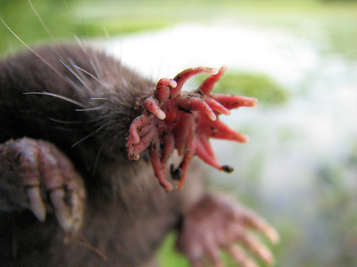 Star-nosed mole. Photo by gordonramsaysubmissions*