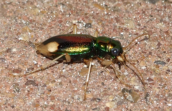 Just like a golden mole. Photo by Lori Smith*