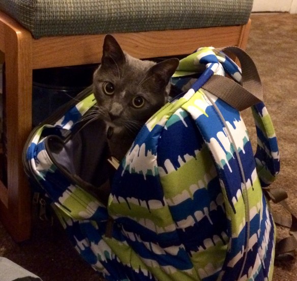 Limpet in my backpack.