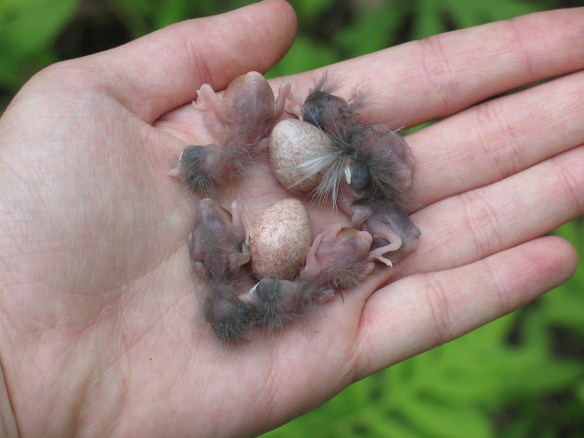 A handful of newly-hatched House Wren chicks