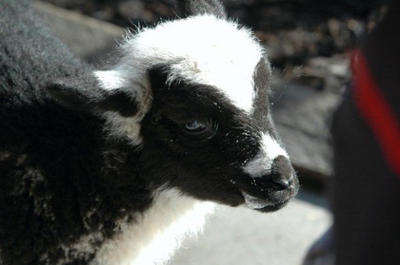 Of course, some sheep are easier to identify than others.